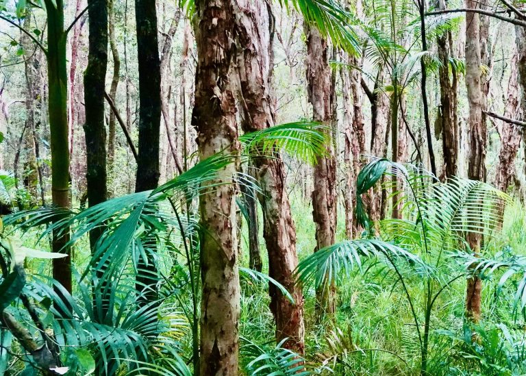 rainforest
