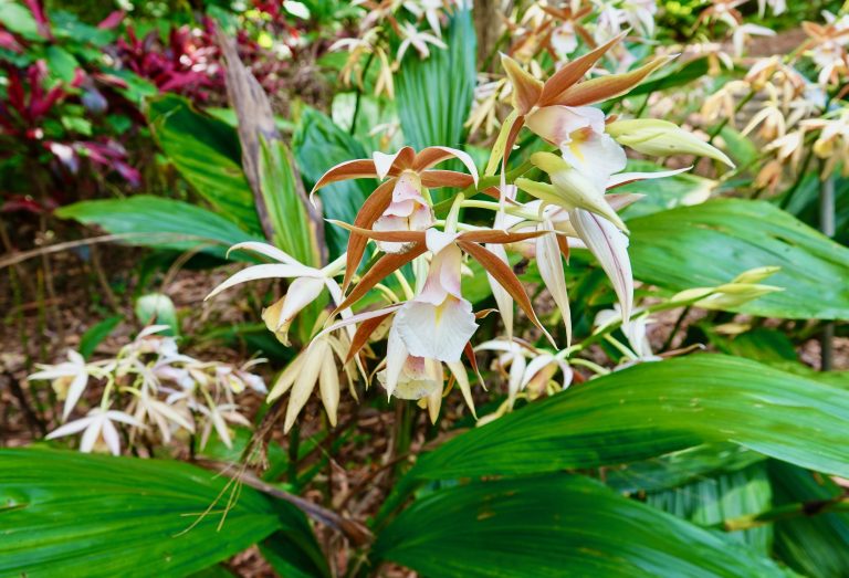 rare flower