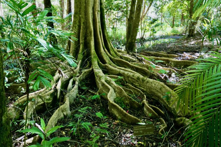 rainforest