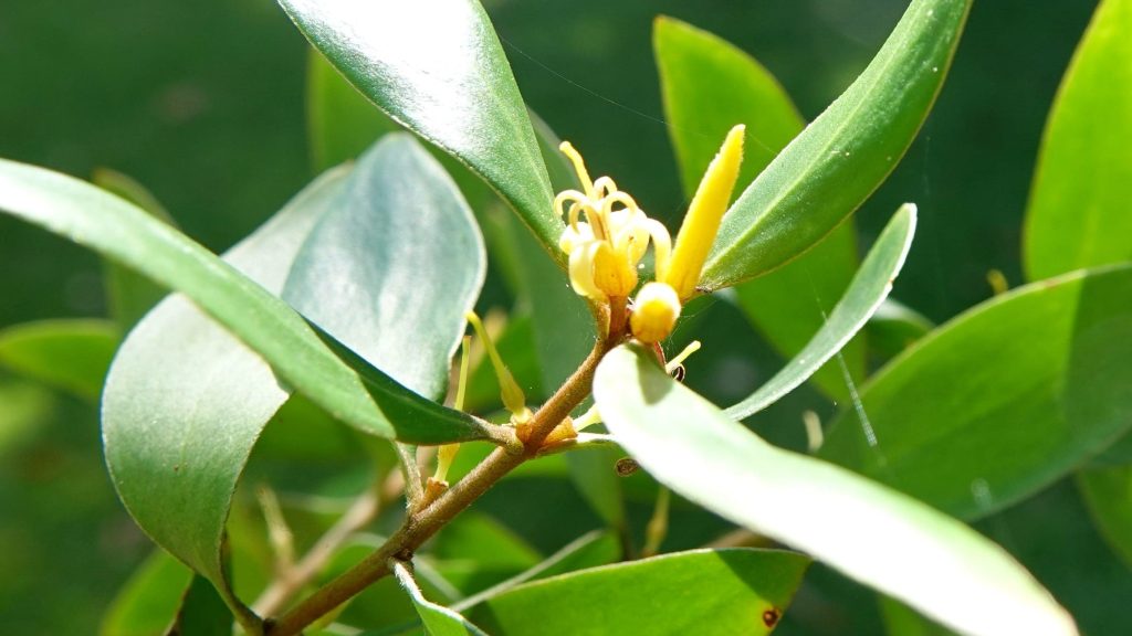 geebung