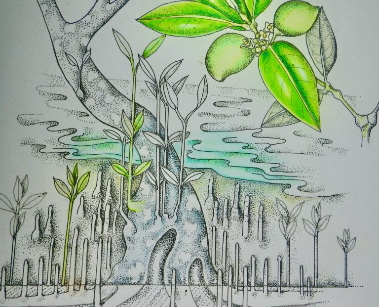 illustration of mangroves
