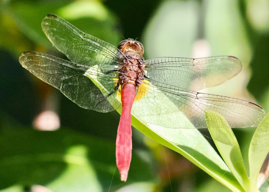 Dragonfly