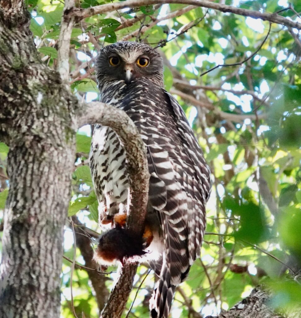 Powerful owl